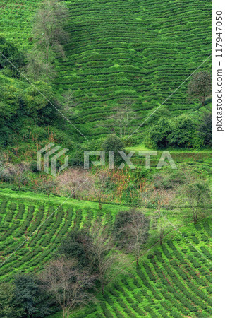 Sapa Green Tea Farm 117947050