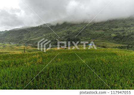 Sapa rice terrace field view 117947055