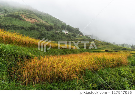 Sapa rice terrace 117947056