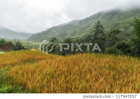 Sapa rice terrace 117947057