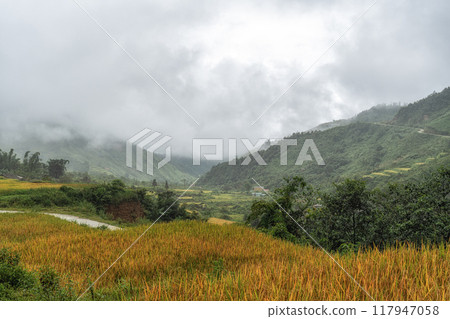 Sapa rice terrace 117947058