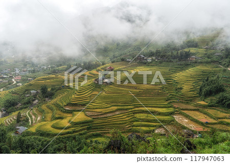 Sapa rice terrace field Sapa rice terrace field 117947063