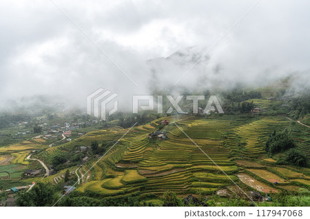 Sapa rice terrace field 117947068