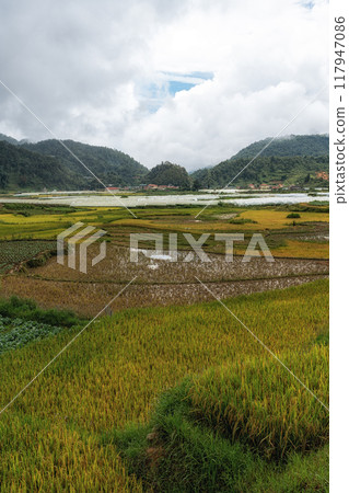 Sapa rice terrace Sapa rice terrace 117947086