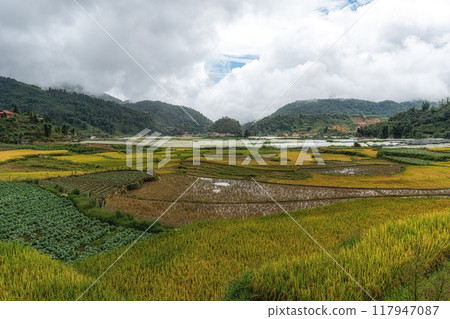 Sapa rice terrace Sapa rice terrace 117947087
