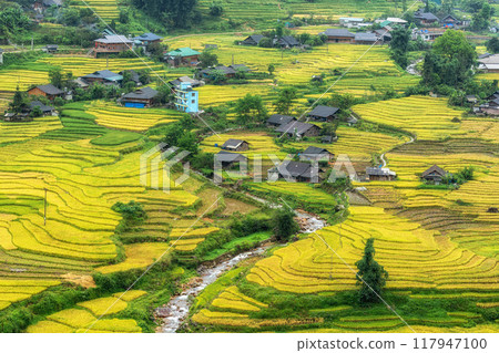 Sapa Rice Terrace Field Harvest Sapa Rice Terrace Field Harvest 117947100