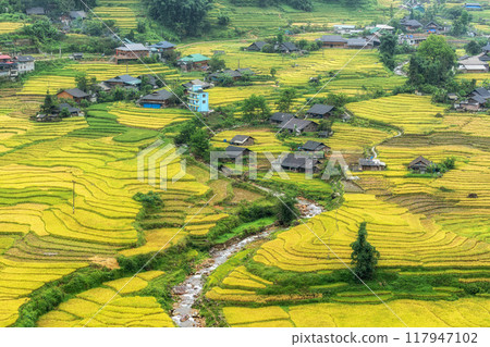 Sapa Rice Terrace Field Harvest Sapa Rice Terrace Field Harvest 117947102