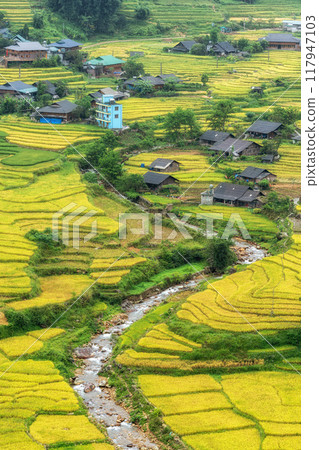 Sapa Rice Terrace Field Harvest Sapa Rice Terrace Field Harvest 117947103