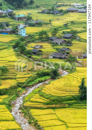 Sapa Rice Terrace Field Harvest Sapa Rice Terrace Field Harvest 117947104