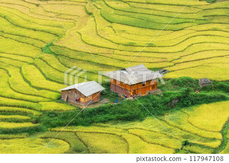 Sapa Rice Terrace Field Harvest 117947108