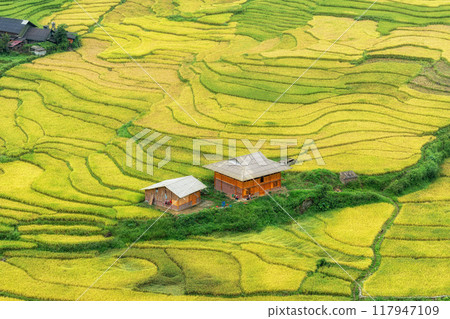 Sapa Rice Terrace Field Harvest Sapa Rice Terrace Field Harvest 117947109