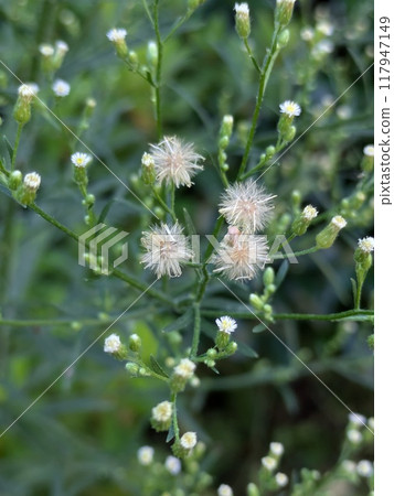 Fluffy and beautiful 117947149