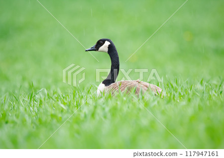 Head of Canada goose in the green grass in the field in spring. Head of Canada goose in the green grass in the field in spring. 117947161