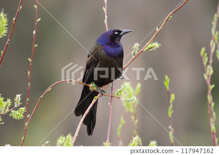 Common grackle is sitting on a willow branch at the pond in spring. 117947162