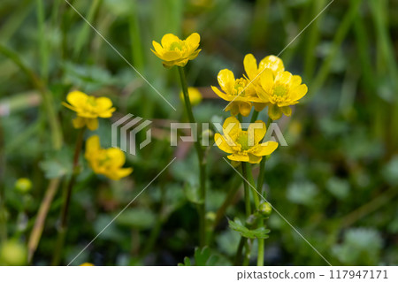 Beautiful yellow flowers of Gmelin's buttercup growing in water. Beautiful yellow flowers of Gmelin's buttercup growing in water. 117947171
