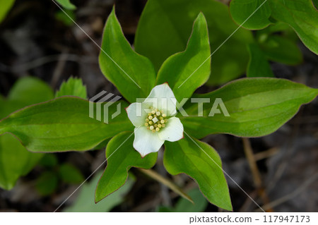 Canadian bunchberry plant with white flower is blooming in the woods. 117947173