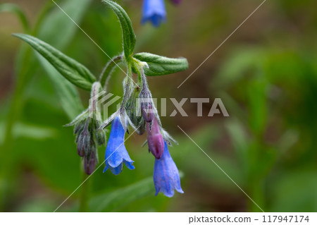 Blue and pink flowers of Northern bluebells are growing in the woods. Blue and pink flowers of Northern bluebells are growing in the woods. 117947174