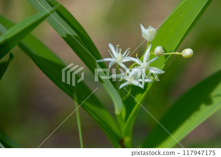 False Solomon's seal with green foliage is growing in the woods. 117947175