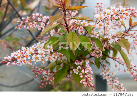 Clusters of pink bird cherry blossom in the spring park. Clusters of pink bird cherry blossom in the spring park. 117947182