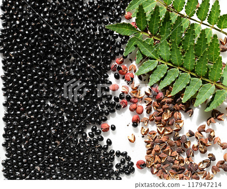 Fruits and seeds of Japanese pepper 117947214