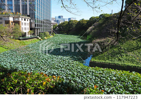 舊江戶城（皇宮）的牛淵[東京都千代田區] 117947223