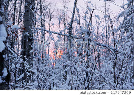 Pink and orange sunrise among snowy trees in the winter forest. 117947269