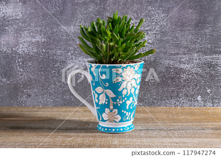 Houseplant succulent Crassula in the blue floral cup on the table. Houseplant succulent Crassula in the blue floral cup on the table. 117947274