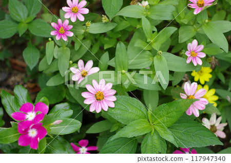 Flower landscape Flower landscape 117947340