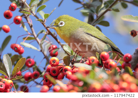 You came to eat red fruit Mejiro You came to eat red fruit Mejiro 117947422