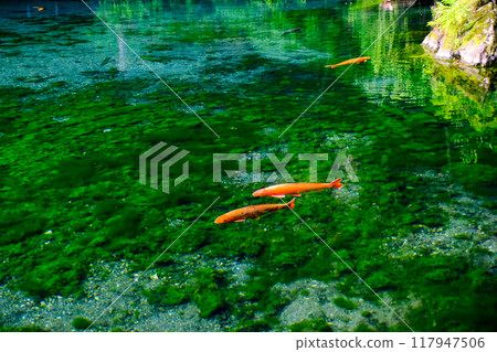 優雅的游泳鯉魚 117947506