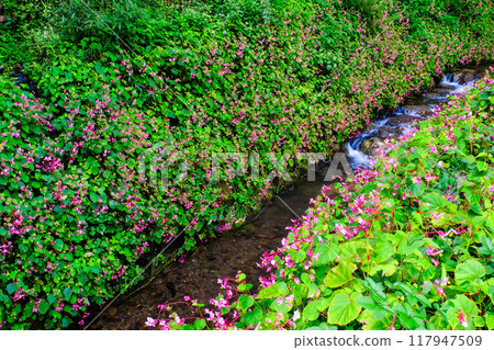 Begonia blooming in a stream Begonia blooming in a stream 117947509
