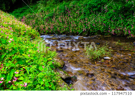 Begonia blooming in a clear stream Begonia blooming in a clear stream 117947510