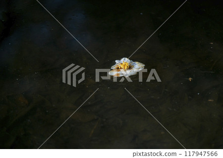 White camellia flowers floating on the water surface and withering in the spring sunshine White camellia flowers floating on the water surface and withering in the spring sunshine 117947566