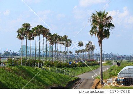 Palm trees line the bypass road of National Route 220 in the south (Miyazaki City, Miyazaki Prefecture) 117947628