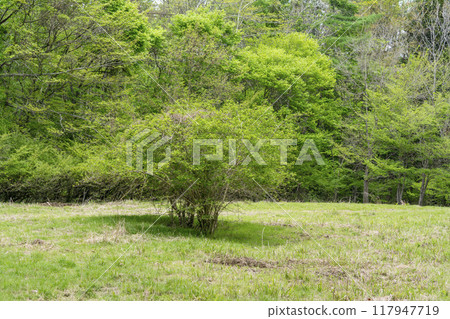 忍野村，在廣闊的田野中孤零零地矗立著葉子類似花椒的蠑螈 117947719