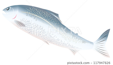 A simple and cute illustration of a salmon swimming upstream vigorously (cut-out white background material) A simple and cute illustration of a salmon swimming upstream vigorously (cut-out white background material) 117947826