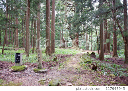 福井縣平泉寺白山神社/若宮神社附近 福井縣平泉寺白山神社/若宮神社附近 117947945
