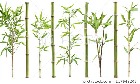Branches of bamboo isolated on white background. Bamboo shoots with bamboo leaves for design. 117948205