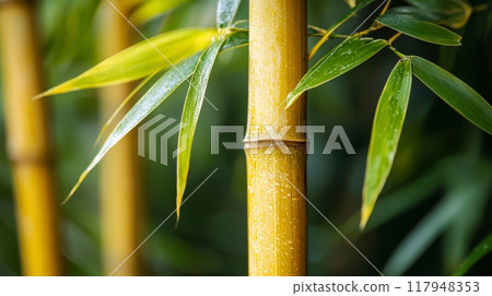 Bamboo trees that look strong and versatile 117948353