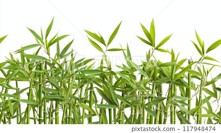 Branches of bamboo isolated on white background. Bamboo shoots with bamboo leaves for design. 117948474