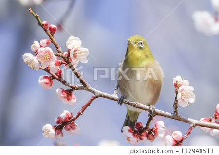 Plum and Mejiro 117948511