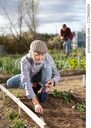 Positive mature woman earthing seeds of berries and vegetables into the ground while working in garden during daytime in March 117948804