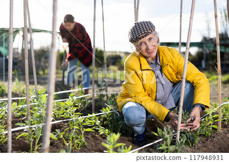 Hardworking mature female farmer tying up bean plants in garden on sunny day Hardworking mature female farmer tying up bean plants in garden on sunny day 117948931