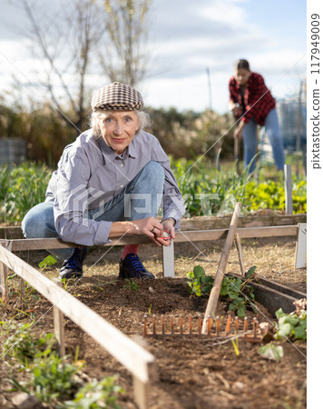 Positive mature woman earthing seeds of berries and vegetables into the ground while working in garden during daytime in March 117949009