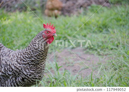 barred rock backyard chicken on grass barred rock backyard chicken on grass 117949052