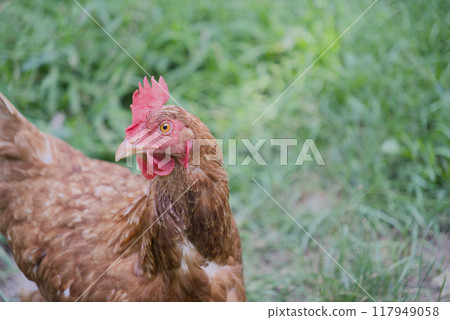 Brown backyard chicken hen looking left Brown backyard chicken hen looking left 117949058