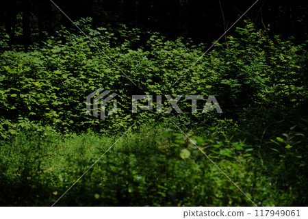 Meadow leaves sunny green leaves 117949061