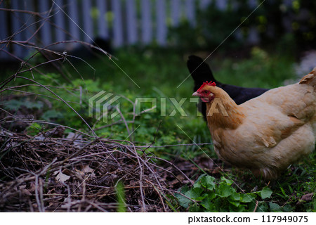Chicken near a brush pile Chicken near a brush pile 117949075