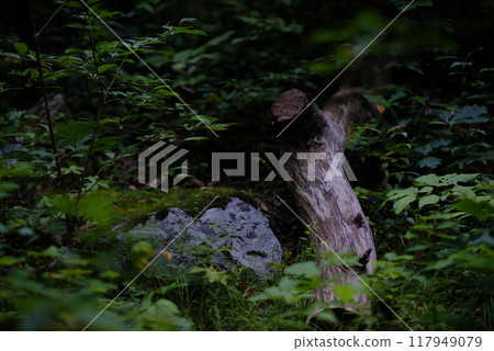 branch and rock on a forest floor branch and rock on a forest floor 117949079