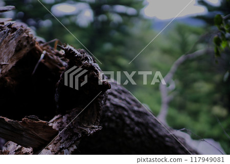 Close up of broken tree trunk 117949081